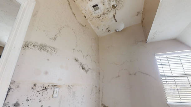 Best Crawl Space Mold Remediation  in Boulder, CO