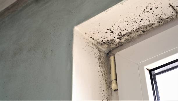 Best Crawl Space Mold Remediation  in Boulder, CO