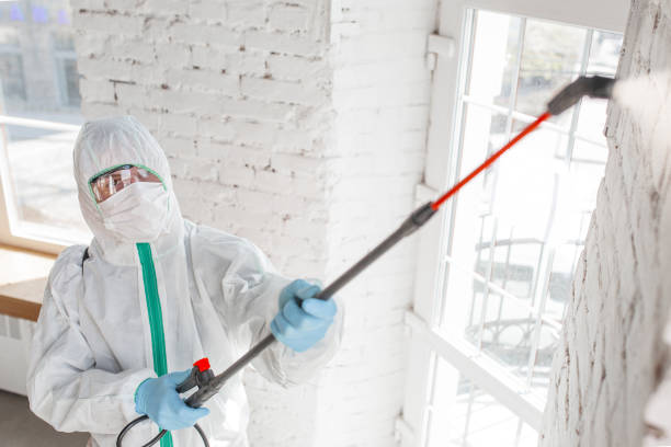 Best Black Mold Removal  in Boulder, CO