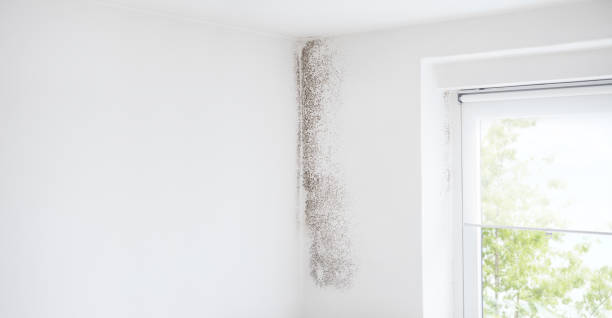 Best Residential Mold Inspection & Testing  in Boulder, CO