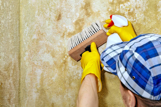 Best Water Damage & Mold Remediation  in Boulder, CO