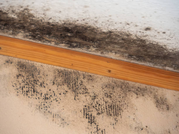 Best Mold Prevention Services  in Boulder, CO