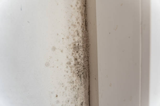 Best Airborne Mold Testing  in Boulder, CO