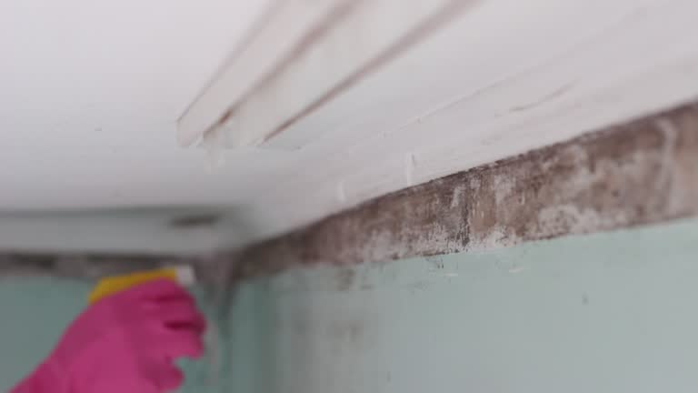 Best Commercial Mold Inspection  in Boulder, CO