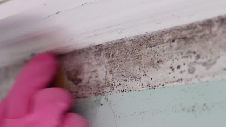 Best Mold Remediation for Healthcare Facilities  in Boulder, CO
